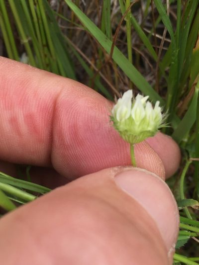 Trifolium barbigerum, photographed by Scott Loarie
