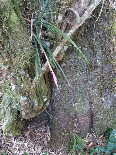 Billbergia nutans, photographed by Pablo Bombín