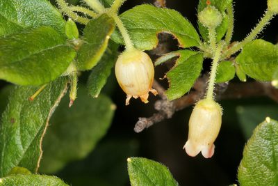 Rhododendron pilosum, photographed by Tom Field