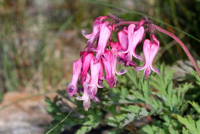 Dicentra eximia, photographed by Tom Field
