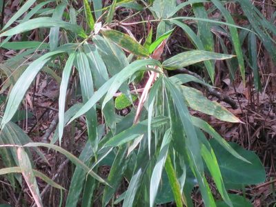 Arundinaria tecta, photographed by Nonbinary-Naturalist