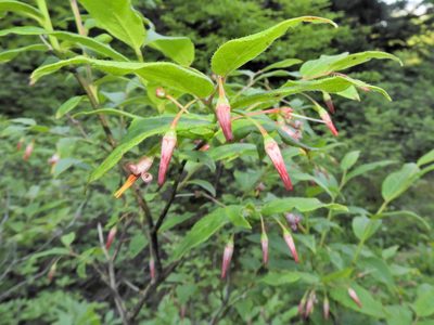 Vaccinium erythrocarpum, photographed by Tom Field
