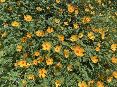 Kallstroemia grandiflora, photographed by Daniel McNair