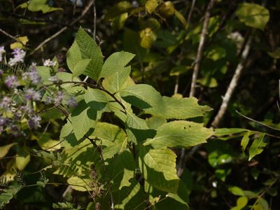 Acilepis divergens