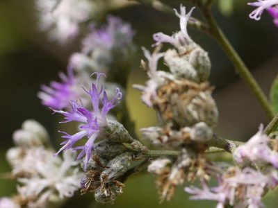 Acilepis divergens, photographed by Dinesh Valke