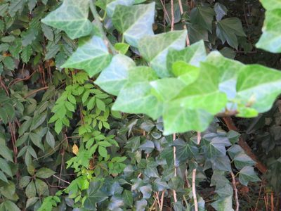 Hedera hibernica, photographed by Nonbinary-Naturalist