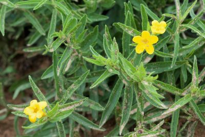 Lithospermum caroliniense, photographed by Owen Strickland