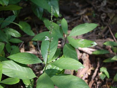 Justicia santapaui, photographed by Dinesh Valke