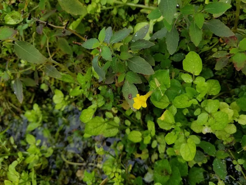 Erythranthe michiganensis, photographed by Daniel McClosky
