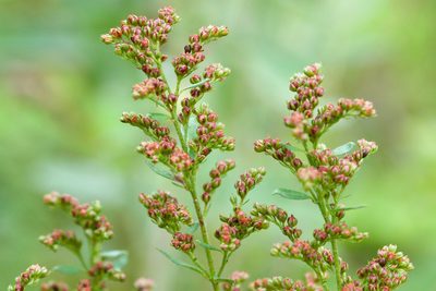 Lechea mucronata, photographed by Owen Strickland