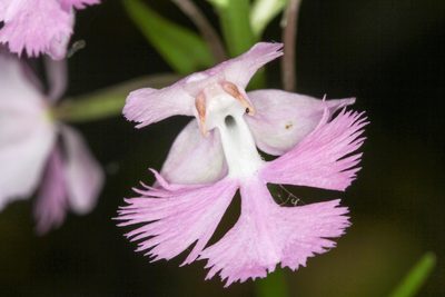 Platanthera grandiflora, photographed by Tom Field