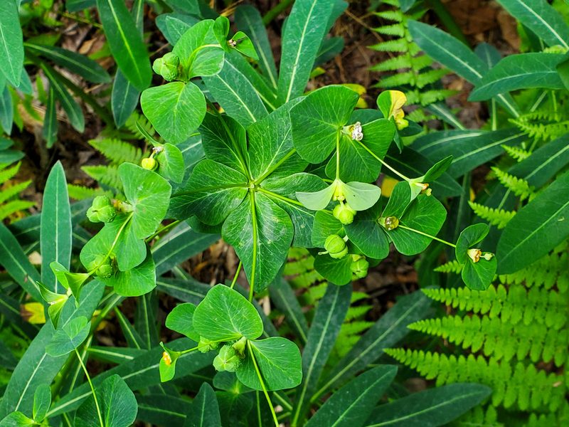 Euphorbia purpurea, photographed by Tom Field