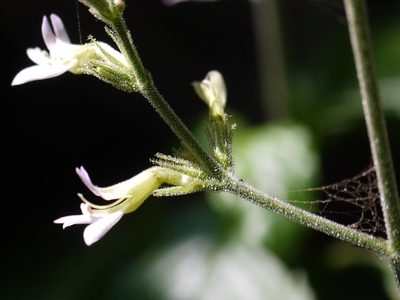 Gymnostachyum pubescens, photographed by Dinesh Valke