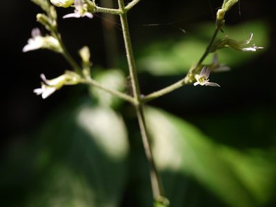 Gymnostachyum pubescens, photographed by Dinesh Valke