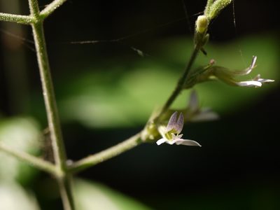 Gymnostachyum pubescens, photographed by Dinesh Valke