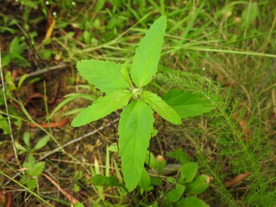 Croton glandulosus, photographed by Yann Kemper
