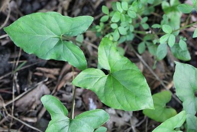 Typhonium blumei, photographed by Agnes Trekker