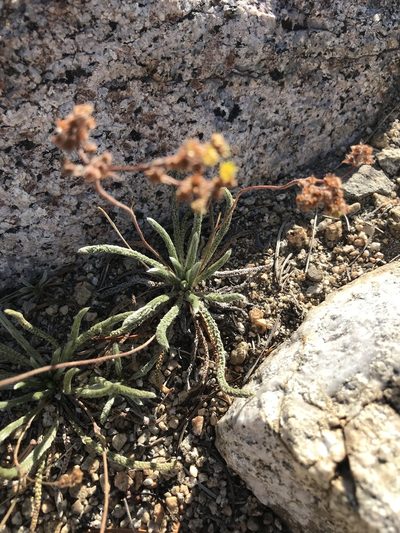 Potentilla muirii, photographed by brettaugust