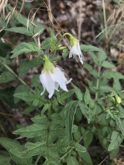 Solanum jamesii, photographed by brettaugust