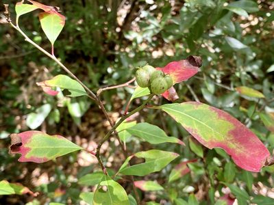 Ditrysinia fruticosa, photographed by Jason K.