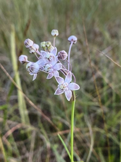 Asclepias cinerea, photographed by Jason K.