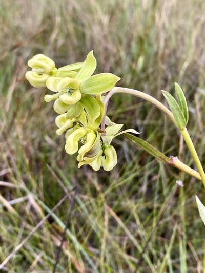 Asclepias connivens, photographed by Jason K.