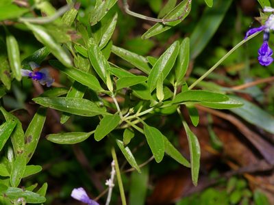 Salvia farinacea, photographed by Michelle W. （鍾偉瑋）