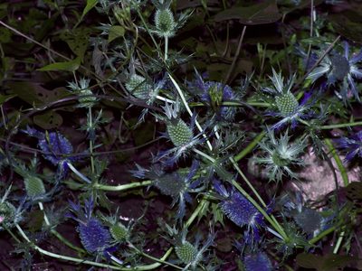 Eryngium hookeri, photographed by Michelle W. （鍾偉瑋）