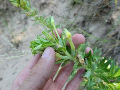 Oenothera parviflora, photographed by Yann Kemper