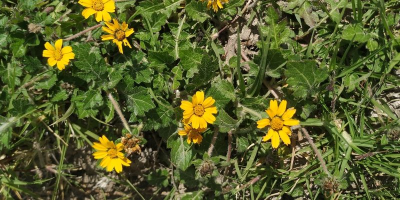 Dugesia mexicana, photographed by Tereso Hernández Morales