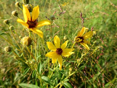 Coreopsis tripteris, photographed by Yann Kemper