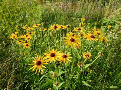 Rudbeckia subtomentosa, photographed by Yann Kemper