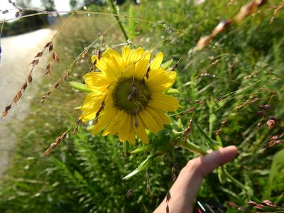 Silphium laciniatum, photographed by Yann Kemper