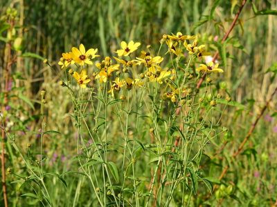 Coreopsis tripteris, photographed by Yann Kemper