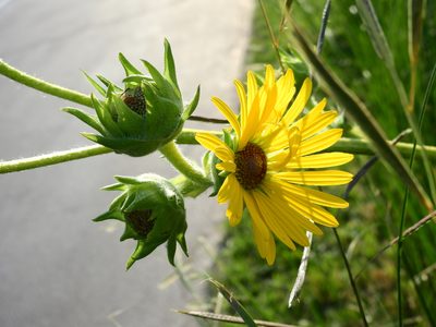 Silphium laciniatum, photographed by Yann Kemper