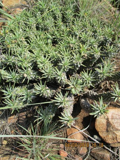 Euphorbia davyi, photographed by Michelle Pretorius