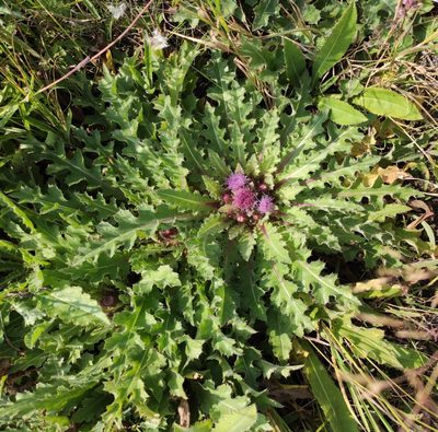 Cirsium esculentum, photographed by Юлия