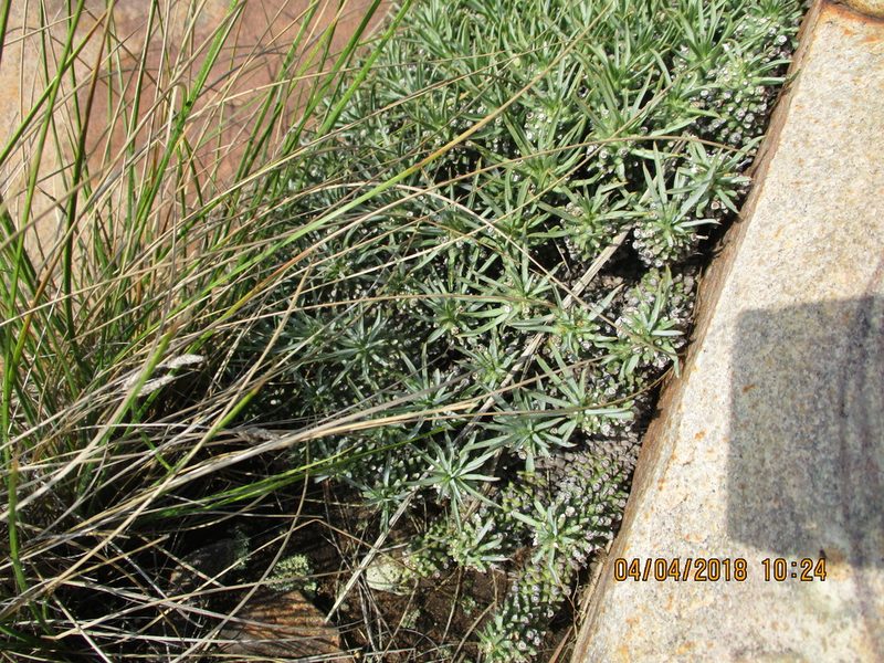 Euphorbia davyi, photographed by Michelle Pretorius