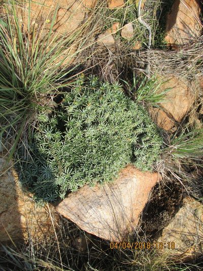Euphorbia davyi, photographed by Michelle Pretorius