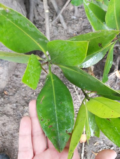 Rhizophora apiculata, photographed by Tim