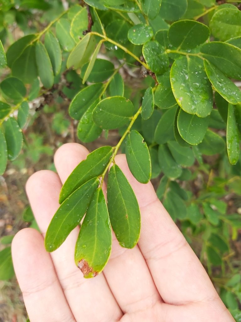 Dalbergia candenatensis, photographed by Tim