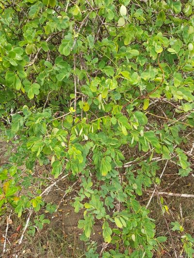 Dalbergia candenatensis, photographed by Tim