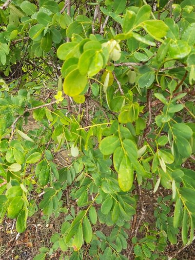 Dalbergia candenatensis, photographed by Tim