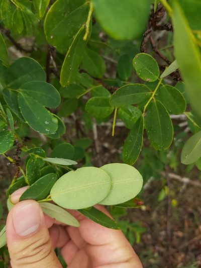 Dalbergia candenatensis, photographed by Tim