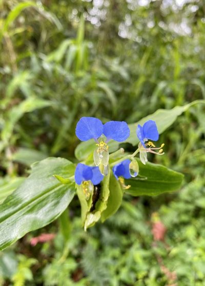 Commelina obliqua, photographed by Patrick Cox