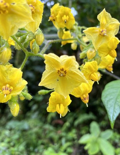 Solanum juglandifolium, photographed by Patrick Cox