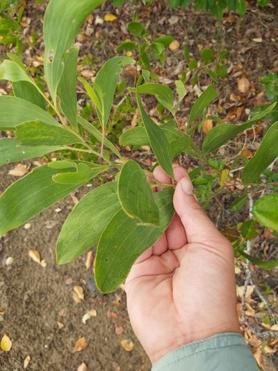 Acacia oraria, photographed by Tim