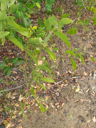 Acacia oraria, photographed by Tim