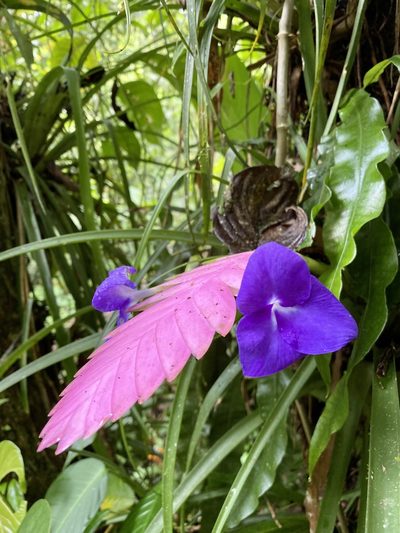 Wallisia cyanea, photographed by Patrick Cox