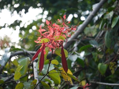 Bauhinia phoenicea, photographed by Dinesh Valke